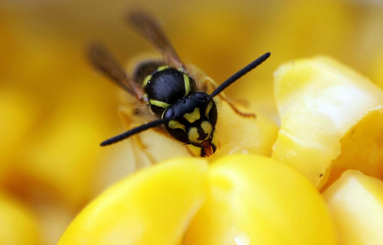 Wasp eating food