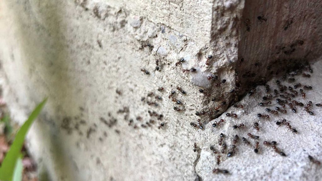 ants-2-1024x576