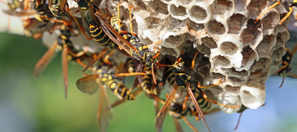 Wasp-1328x592-1-1024x456-1