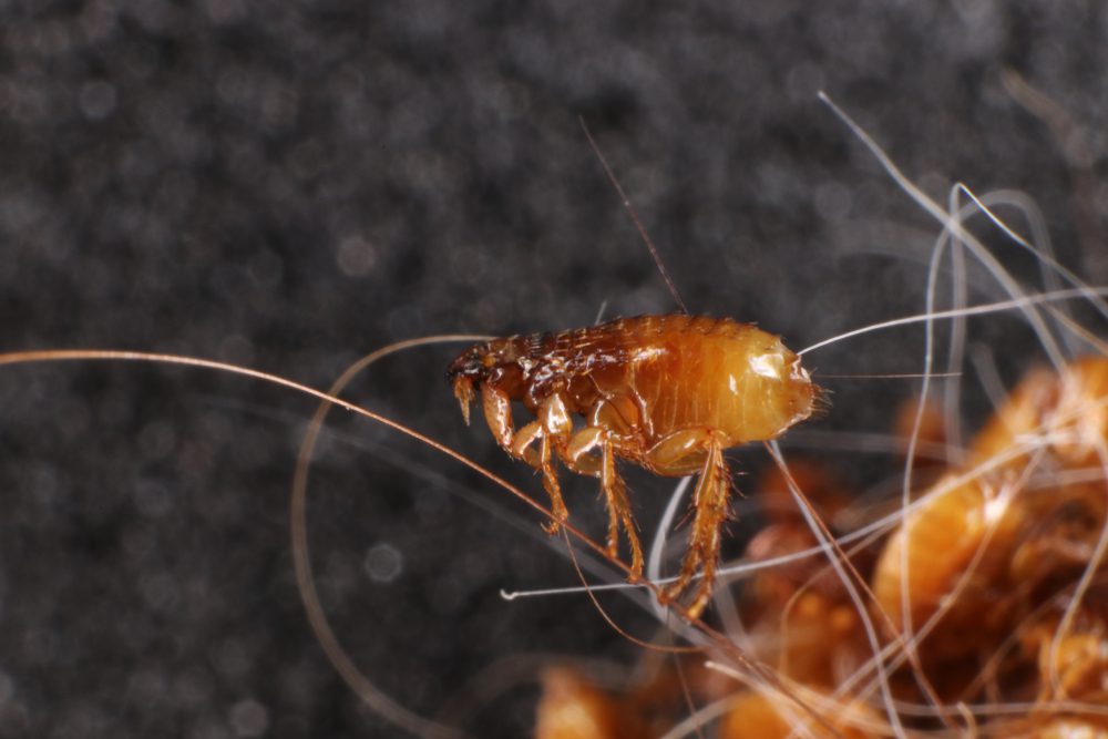 Flea Control