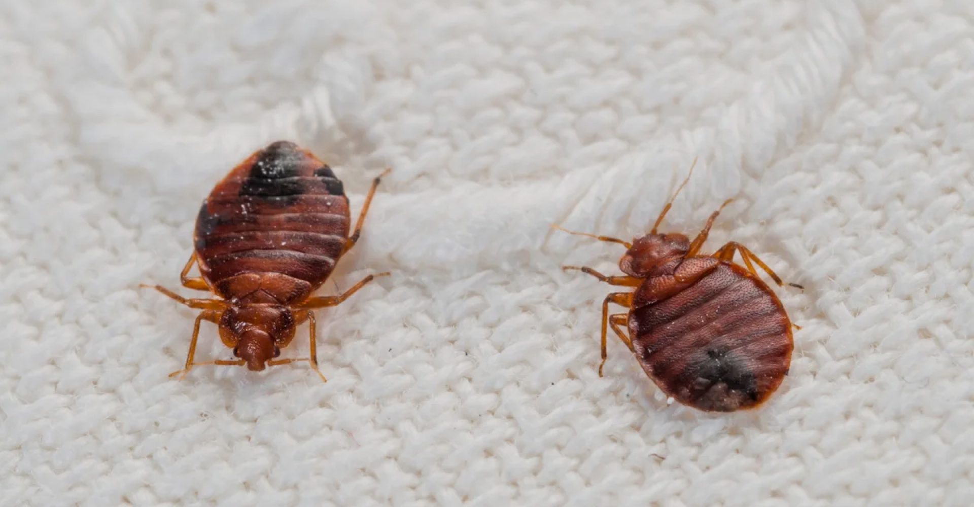 bad bugs