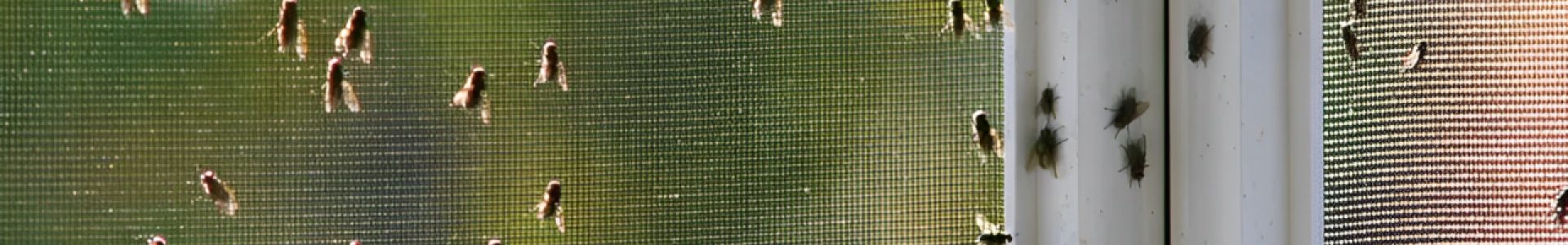 Flies Control