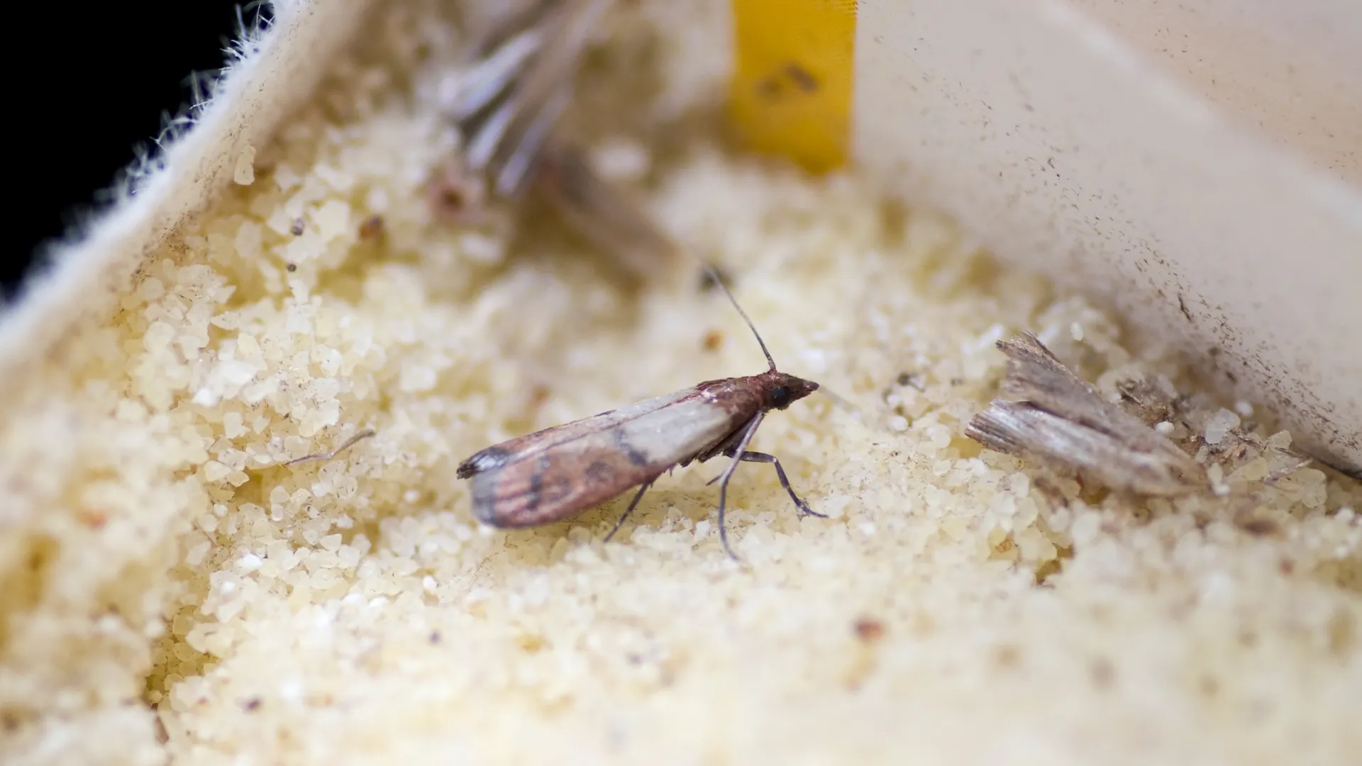 Textile Moth Control