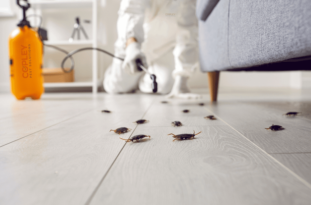 cockroach control
