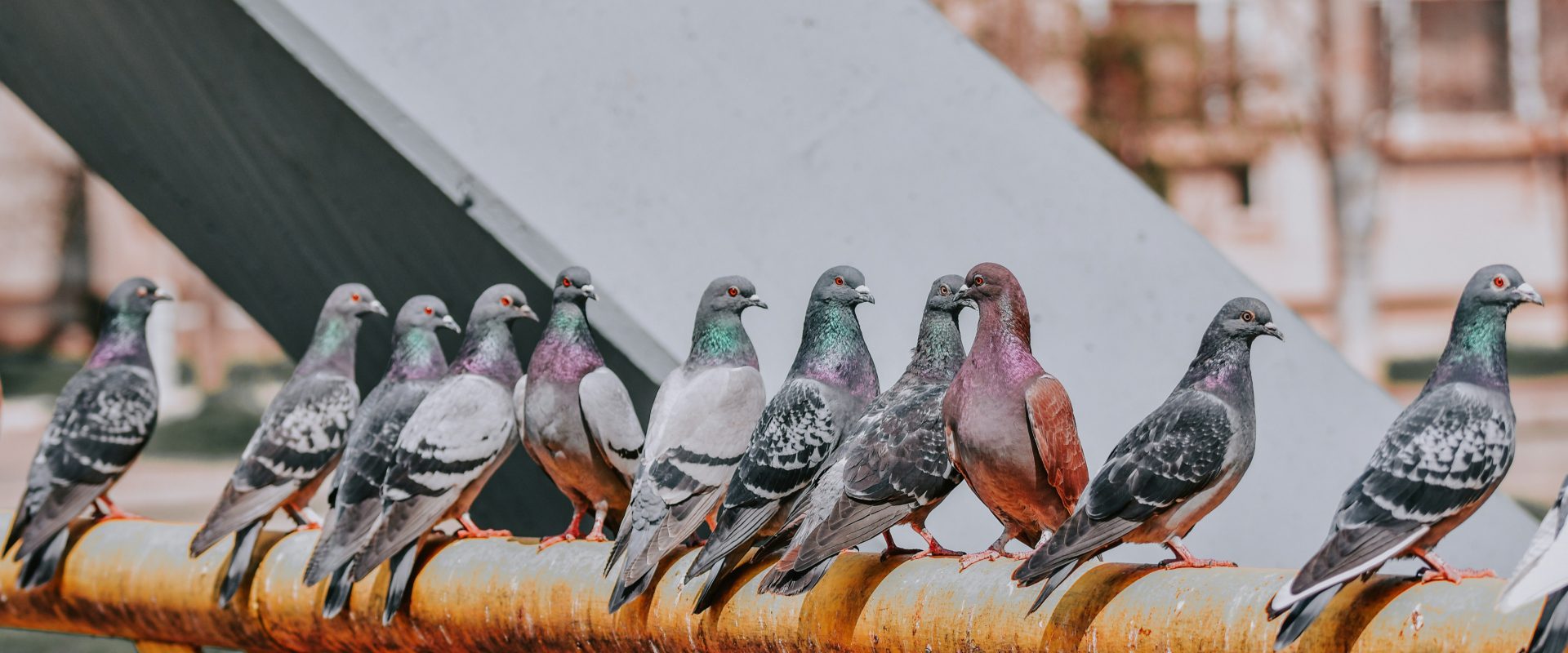 pigeon