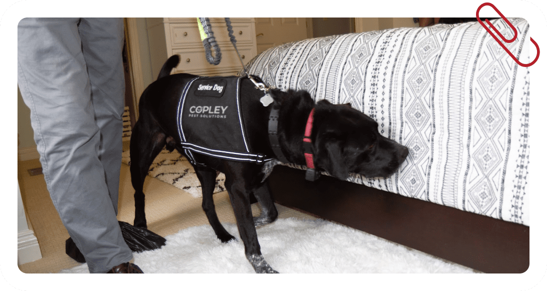 Canine bug detection