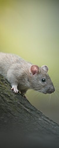 Rodent Proofing
