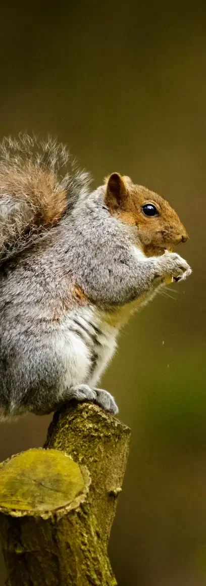 Squirrels