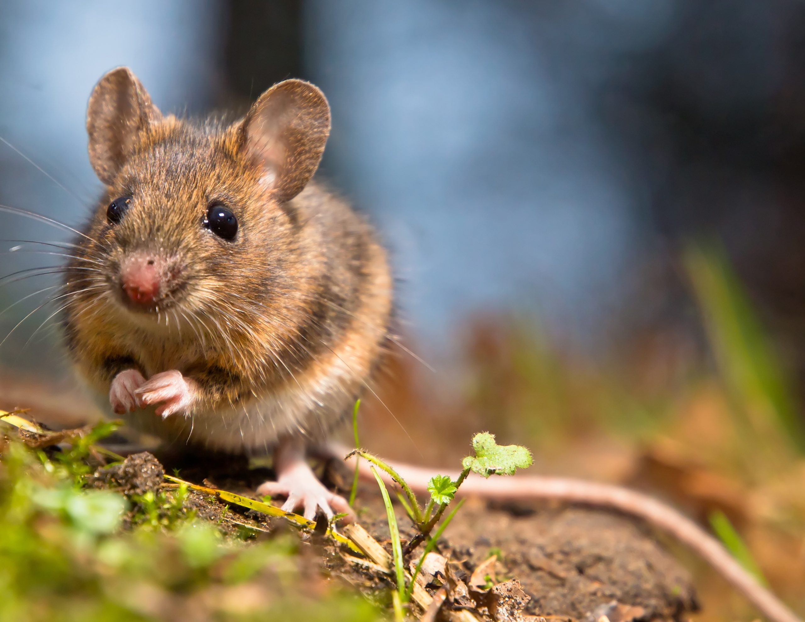 Mouse on the ground