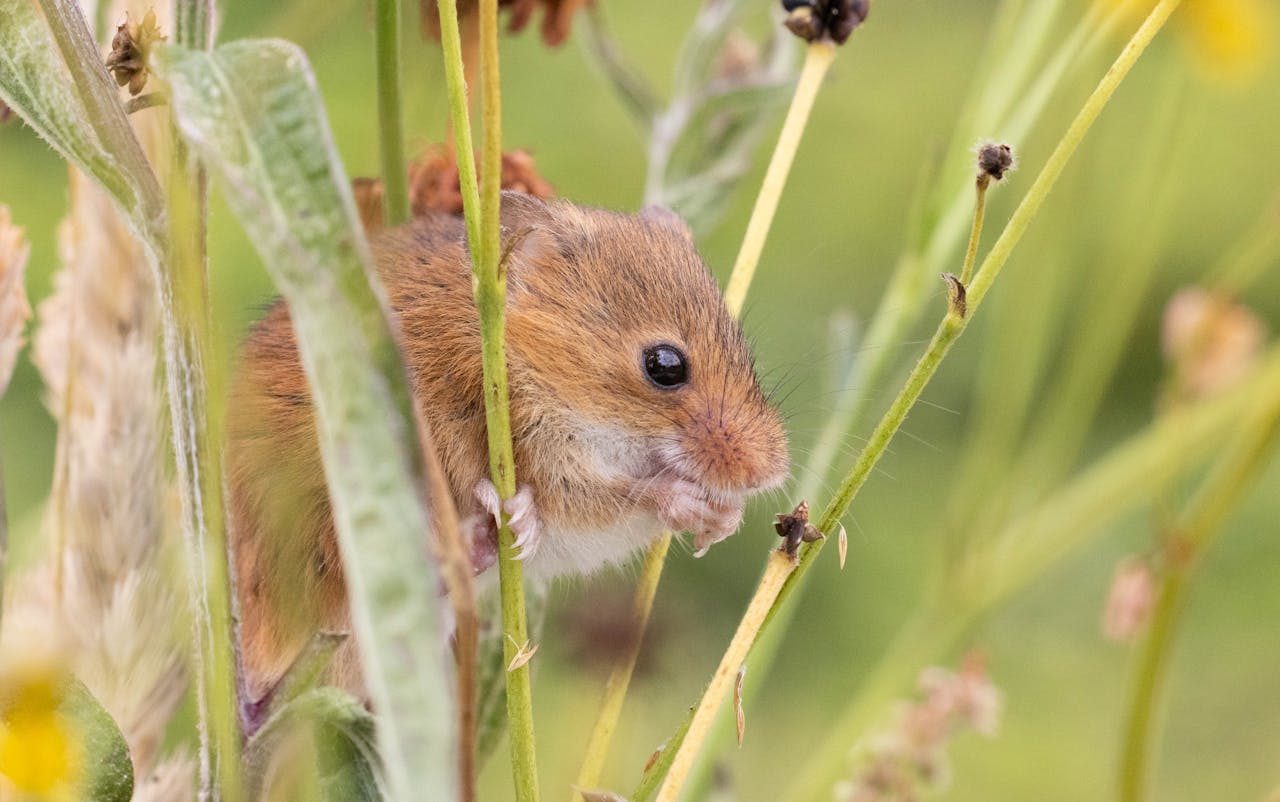 Harvest mouse in a field