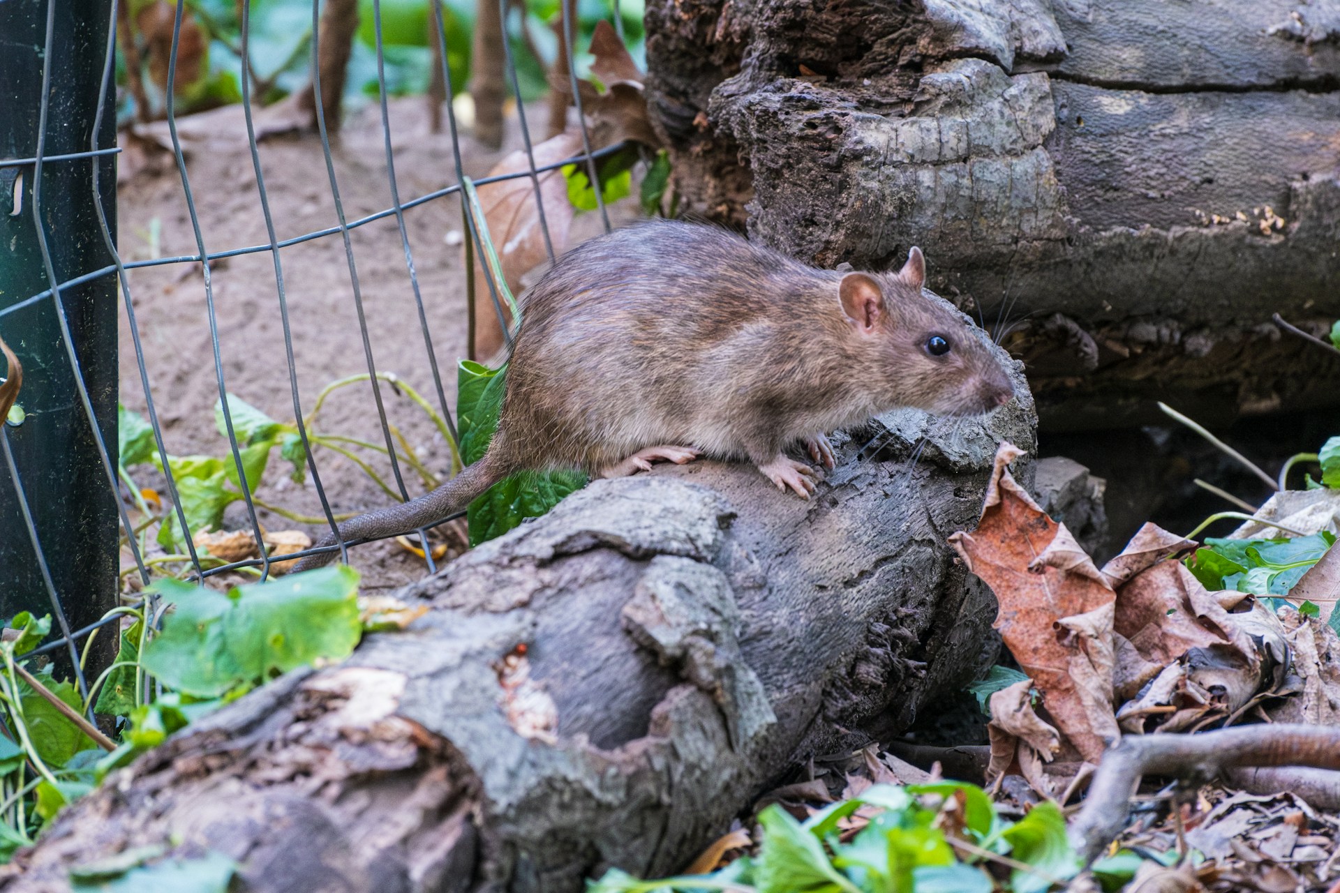 Brown rat on a log