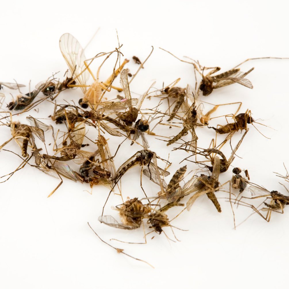 Wasps on a white background