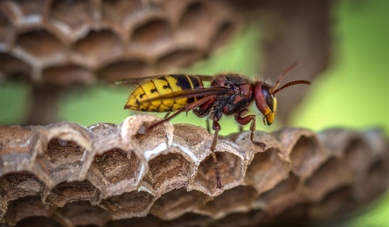 Wasp on a wasp nest