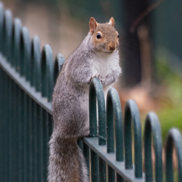 A grey squirrel sat on a metal fence