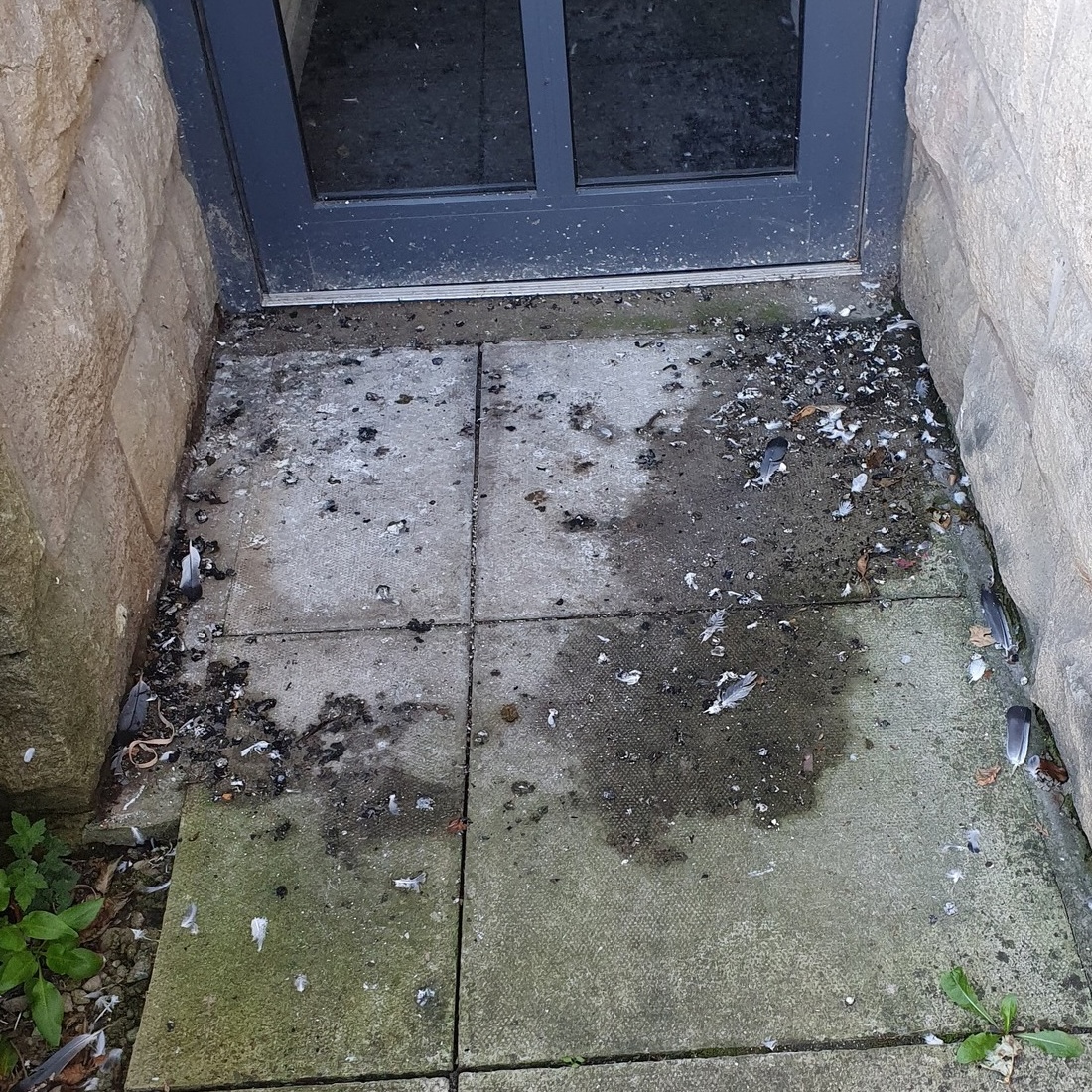 Bird droppings outside a building