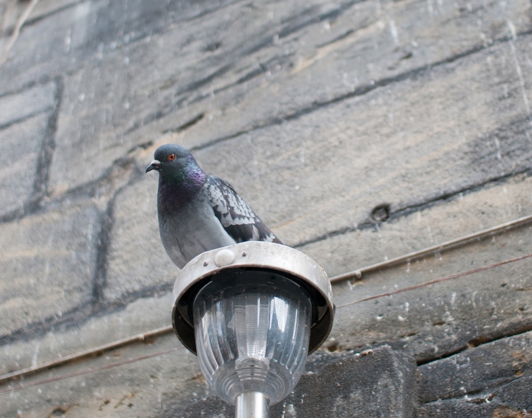 Pigeon on a light next to a dirty wall