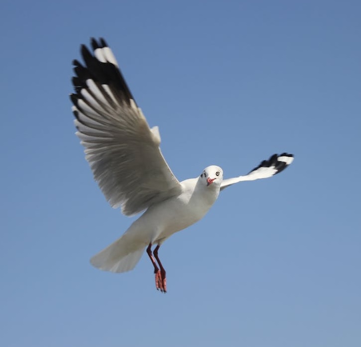 Seagull flying