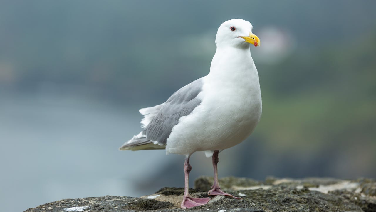 Seagull on a rock