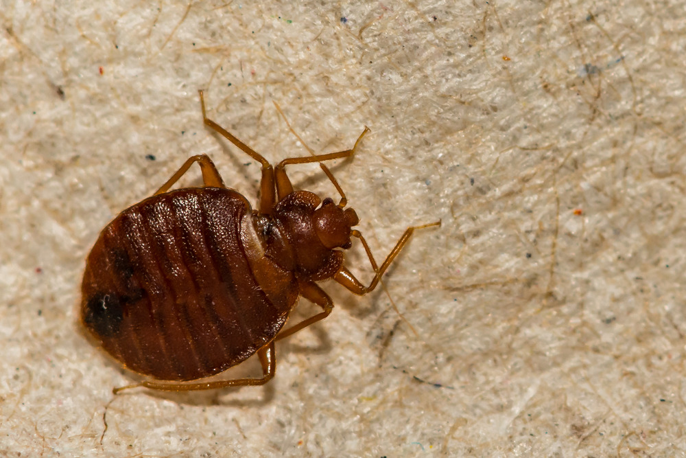 A close-up image of a bed bug