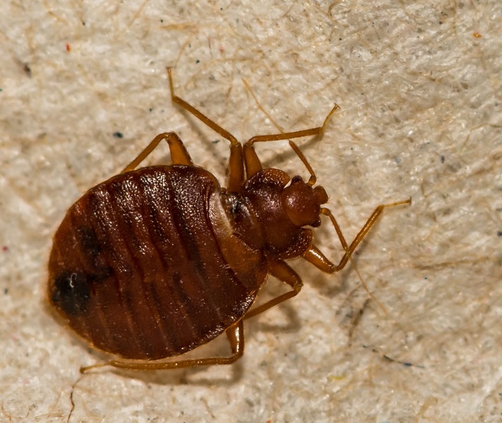 A close-up image of a bed bug