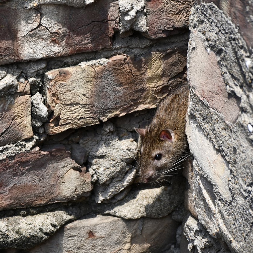 Rat in a brick wall