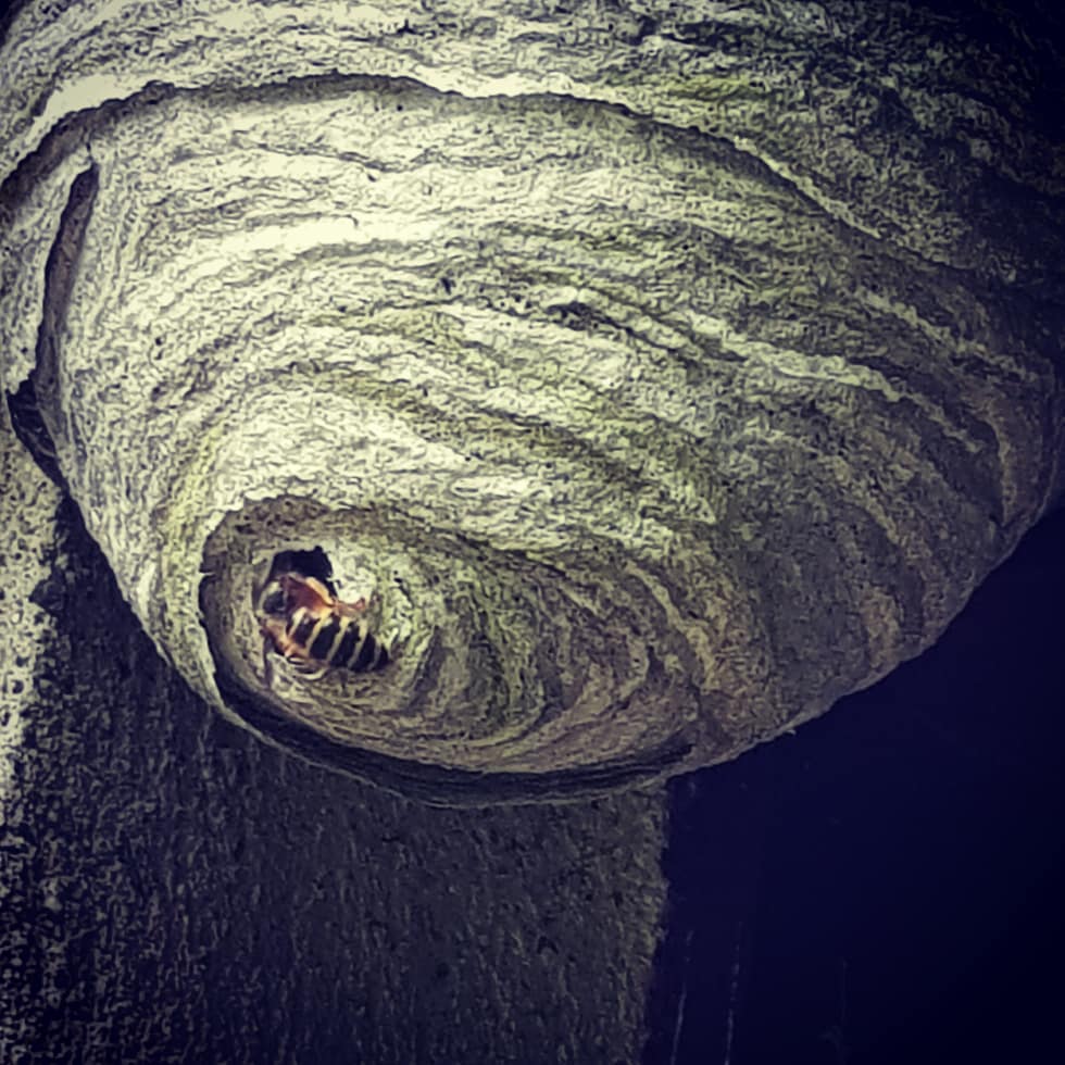 Wasp nest with wasp coming out of it
