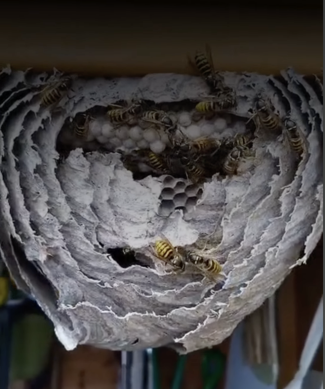 A wasp nest with an opening showing hexagonal cells