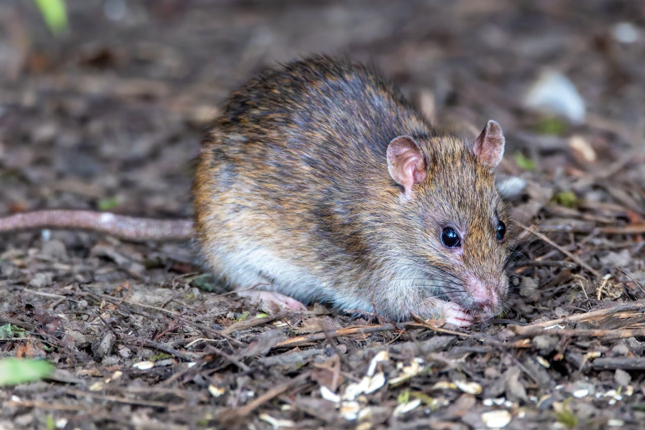 What Is Hantavirus?
