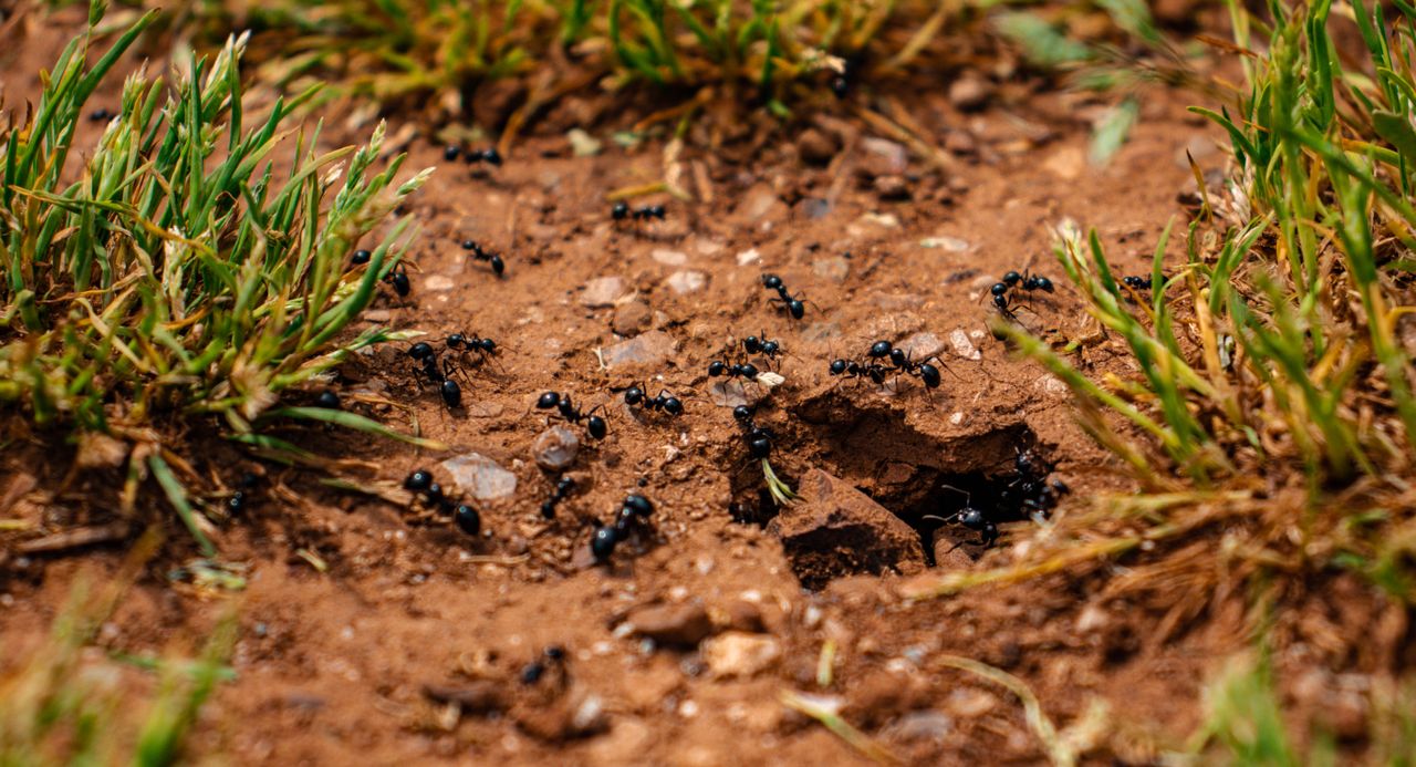 Ants in some dirt