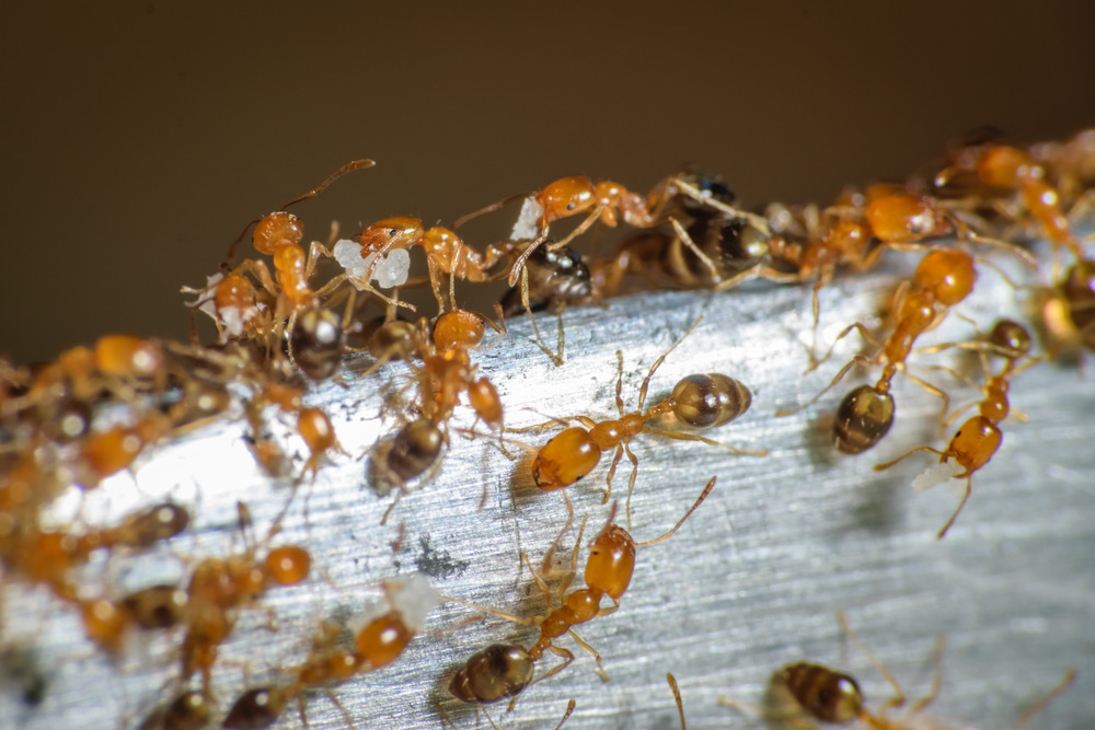 Ants on a piece of wood