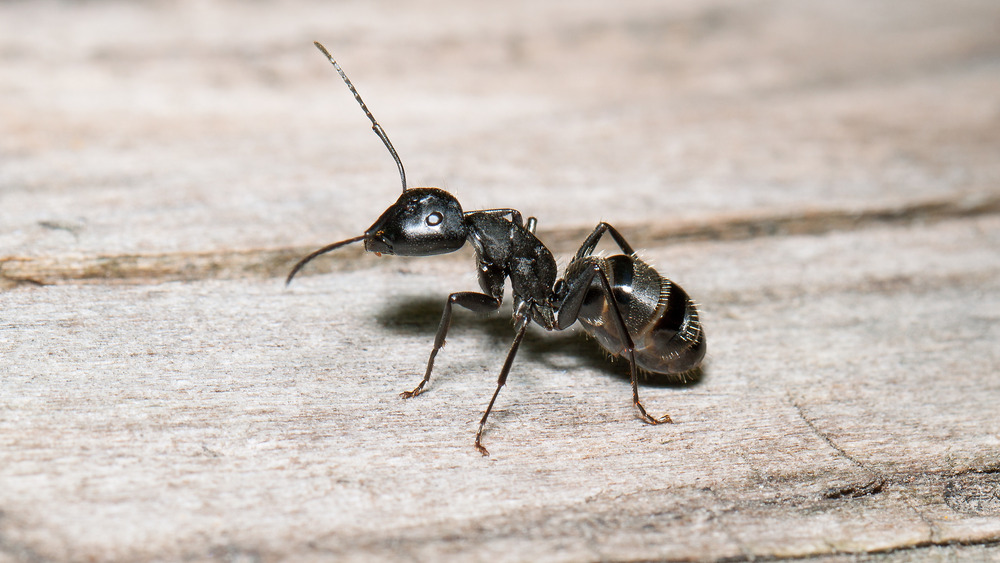Black ant on wood