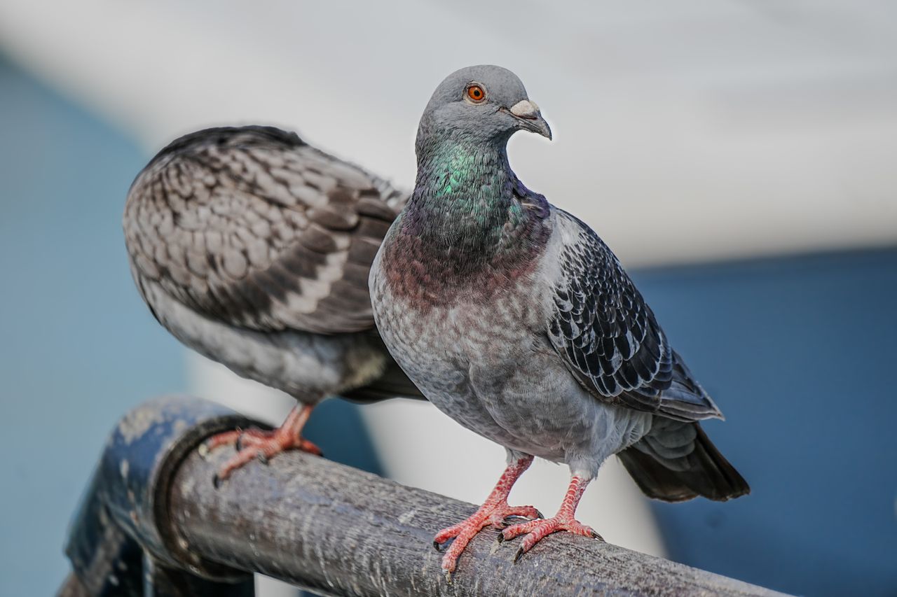 Pigeons on a ledge