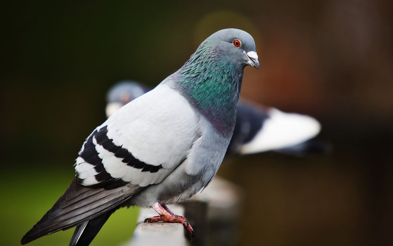 Large pigeon on a ledge
