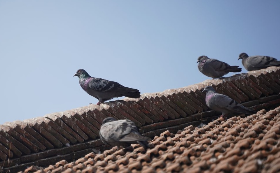 A flock of pigeons on a roof