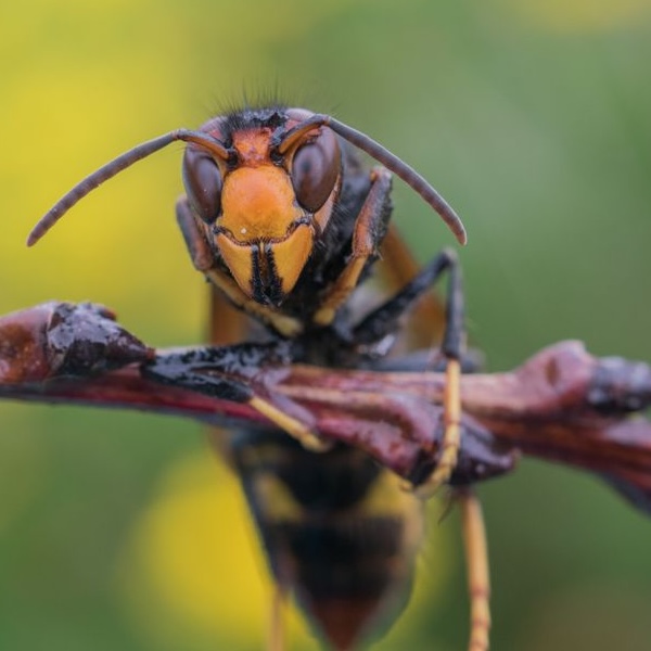 Asian Hornet (Vespa velutina)