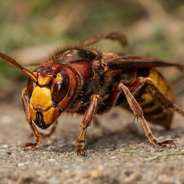 European Hornet (Vespa crabro)