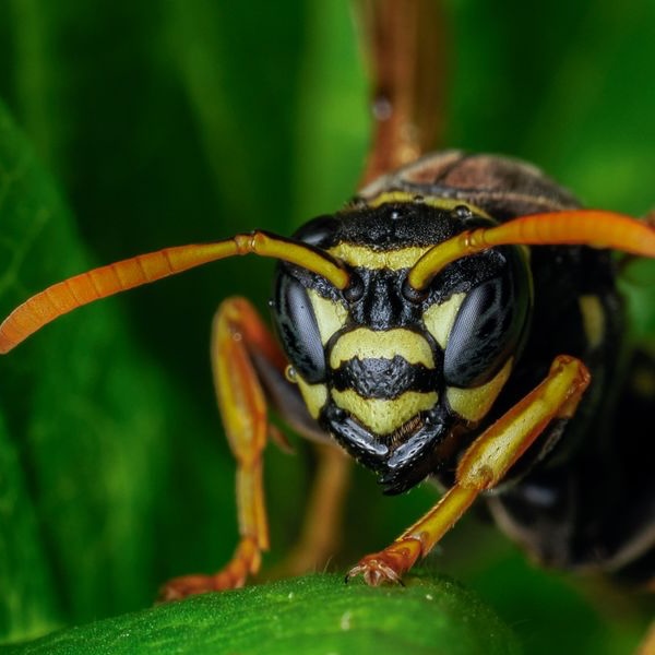 German Wasp (Vespula germanica)