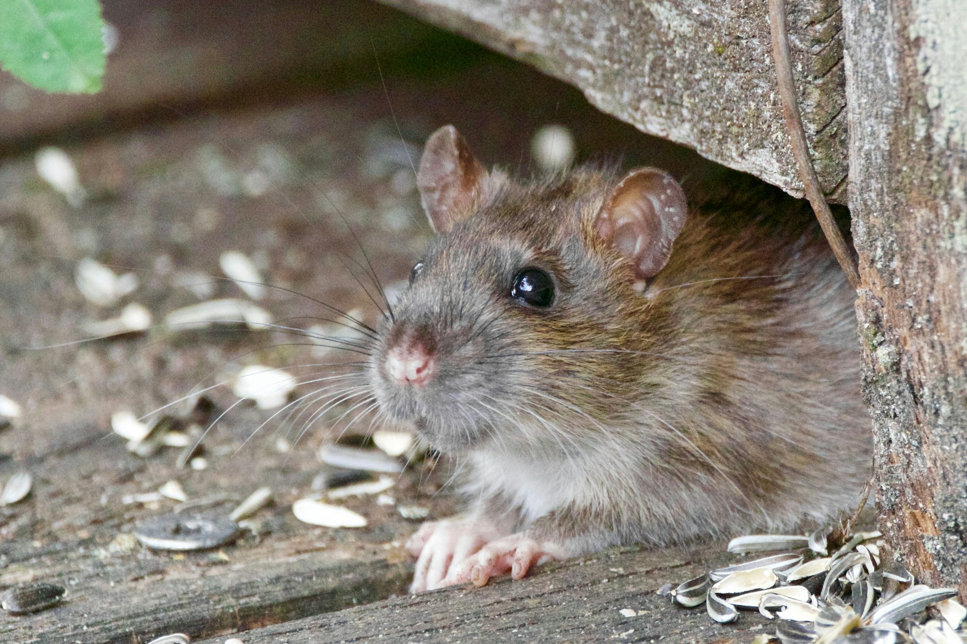 Rodent Proofing