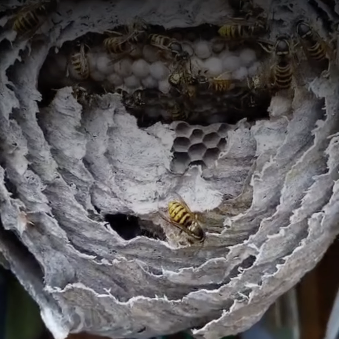 Wasps VS Hornets: How To Tell The Difference