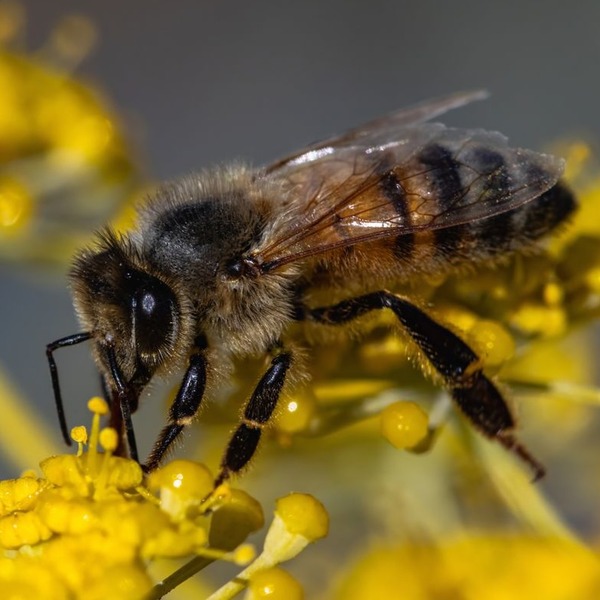 Honey Bee (Apis mellifera)